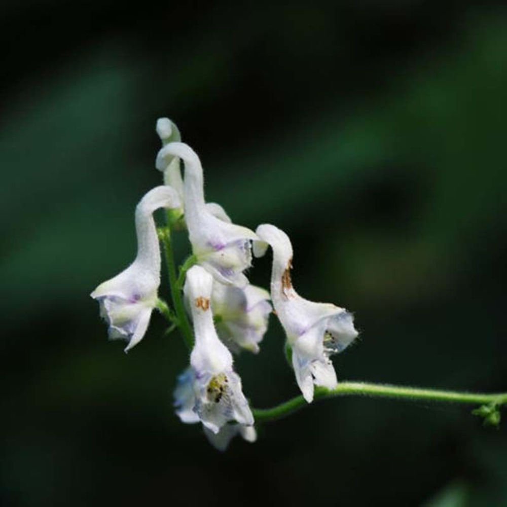 M-Tech Gardens Rare White Swanflower Seeds for Growing (50 Seeds Pack) SWAN04-picture-27