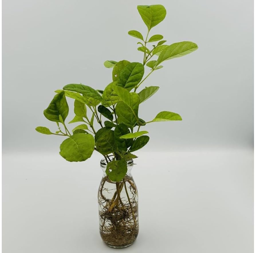 えむえむ　0628 Fuel Pump Assembly Fit for Tribute Ford Escape Yl8z-9h307bf