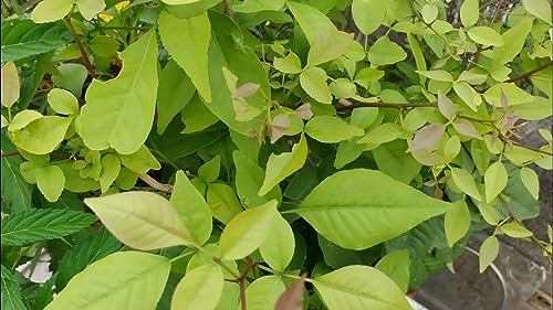 Image of Belpatra /Belwa Live Fruit Plant - Pack of 1 | Sacred Bael Tree for Outdoor Gardening | Ayurvedic & Medicinal Plant | Holy Worship Plant for Home & Garden