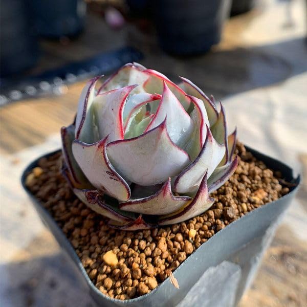 Amazon.co.jp: 当店農園生産ストリクチフローラ ノヴァstrictiflora