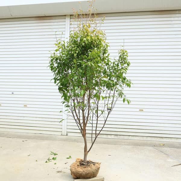 庭木・植木・シンボルツリー：常緑エゴの木*（トキワエゴ） 単木 佐川急便大型商品発送