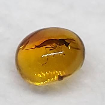 バルト海産　虫入り琥珀　12個セット　全て虫入り　本物保証　良いコンディション 貴重》バルト海産 虫(カニムシ)入り琥珀 約25g – 天然石ハッピー