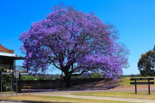 Graines Jacaranda Mimosifolia pour jardin méditerranéen
