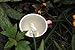 Creature Cups RABBIT Ceramic Cup (11 Ounce, Blush Pink) - Hidden 3D Animal Inside Mug Emerges As You Drink - Woodland Critter - Holiday and Birthday Drinkware Gift for Coffee & Tea Lovers