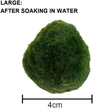 Java Moss Marimo Moss Ball, Moss Balls Moss Ball Moss Ball Aquarium Plants Moss Balls Decoration Shrimp Nano FOR Marimo Premium Quality Moss Balls Aquarium Ornament Decoration