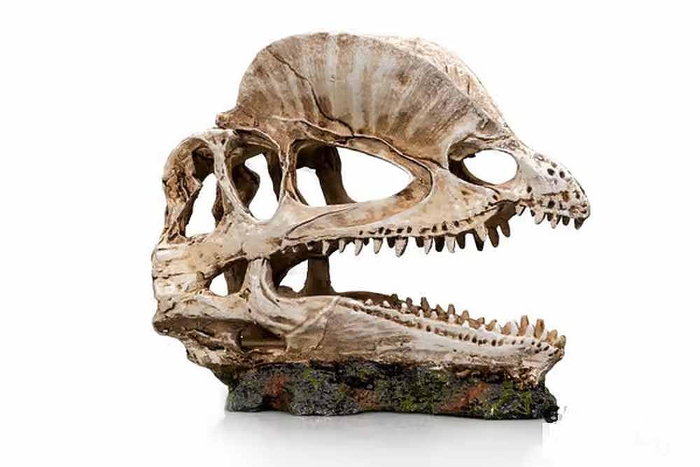 Biotope Aquatics Ltd - Ornamenti per Acquario, Decorazioni in Poliresina per Vasca da Pesce da Nuotare, Design Multipli - Dinosauro, Teschio, Barca, Nave, Radice di Albero, Legno, Grotta (Teschio di
