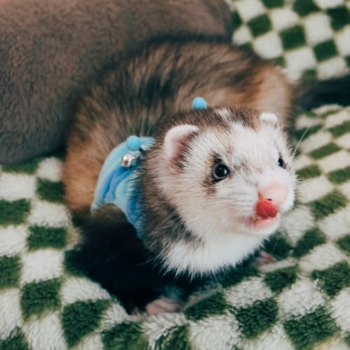 Image of Ferret Harness and Leash Set - Small Animal Soft Fleece Vest with Safe Bell Halloween Outfit Adjustable Traction Rope Outdoor Walking Training Leash for Ferret Rat Bearded Dragon Kitten (Blue)