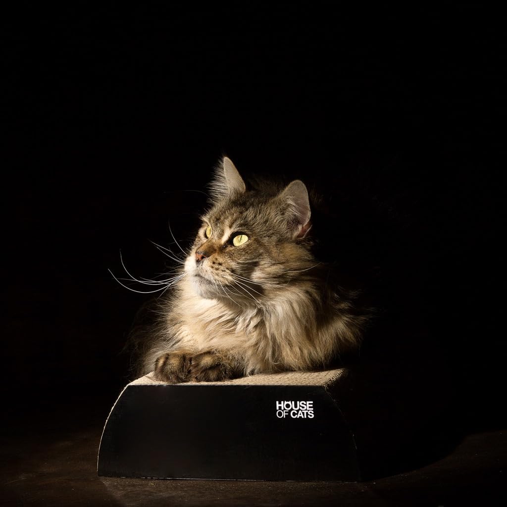 Arbre à chat pour le jeu et la détente du chat en appartement modèle compact Flat Noir