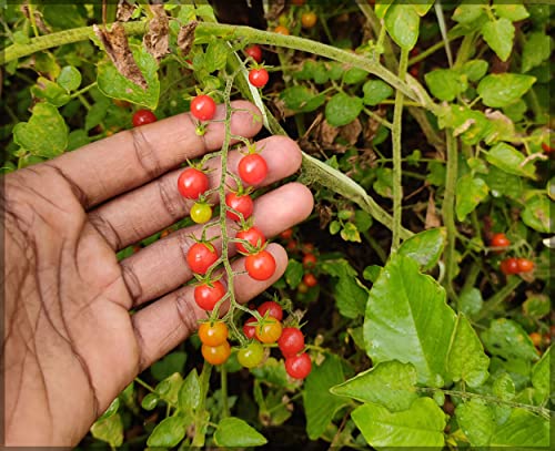 Image of Teeny Tiny Spoon Tomato Vegetable Seeds, Vegetable Seeds for Home Gardening, Vegetable Planting Seeds for Kitchen, Tomato Seeds (Pack of 280 Seeds) (Red, Teeny Tiny Spoon Tomato)