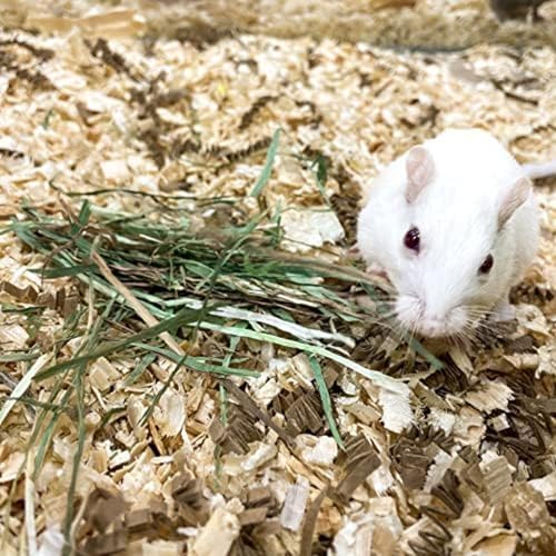 Blue Mountain Hay Orchard Grass Hay 48 oz miniatura 4