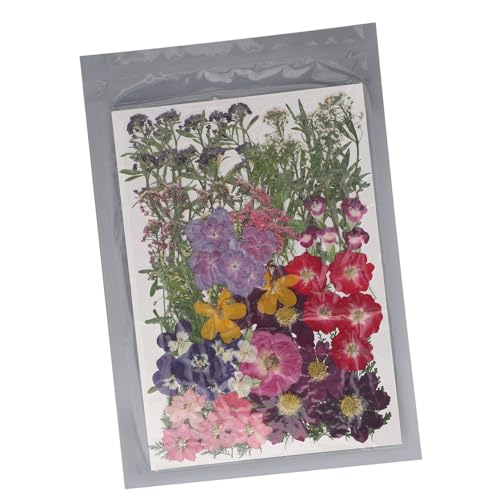 110 flores prensadas secas para manualidades miniatura 3
