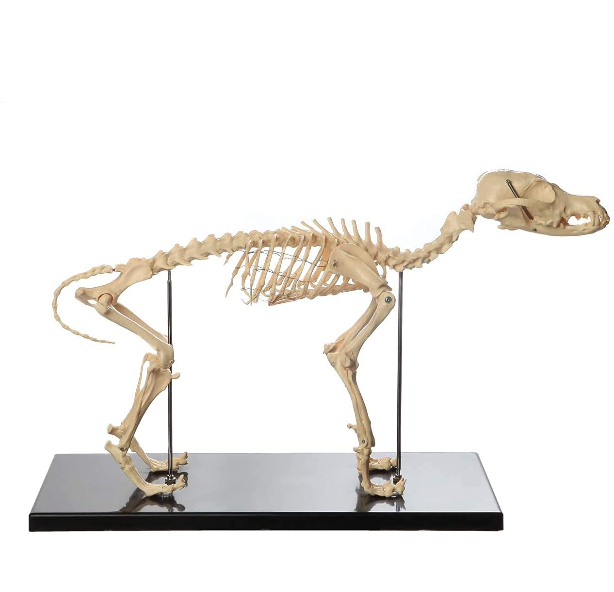 Canino Esqueleto del Hueso Modelo, Perro Esqueleto Modelo Anatómico, Perro Anatomía Animal Modelo De Enseñanza De Biología Humana Veterinaria Demostración Herramienta Regalo Médico