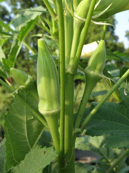 Organic Bhindi Seeds 30 for Planting | Fresh Garden Harvest | Home Gardening Essentials-image-5