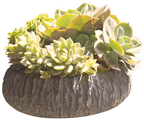 Cactus Culture Oval pot Ceramic (A1-2) Plant shown for reference