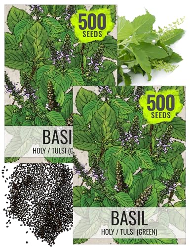 Seed Needs Holy Basil Seeds to Plant Heirloom Non-GMO Tulsi Herbs 2 Packs