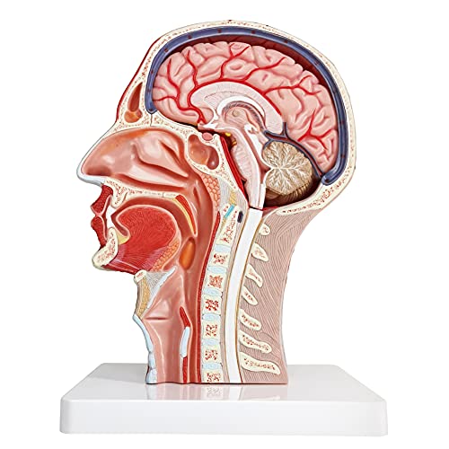 Image of Human Half Head Superficial Neurovascular Musculature Model with Removable Brain, Shows Cranial Cavity Nerve, Life Size Anatomical Head Model Skull Brain for Medical Teaching Learning, Education