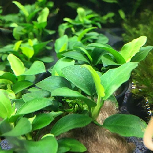 Aqua Plants 10 x Anubias, Anubias Mix, Different Types for Fish Tank
