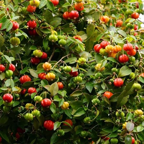 Image of IXORA Surinam Cherry Cherries Variety Fruit (Air Layering /Grafted) Live Plants & Tree (1-2 Feet Size)