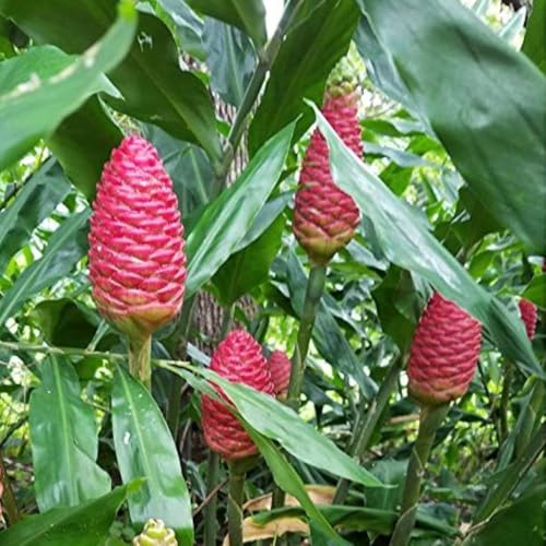 1 Awapuhi Shampoo Ginger Plant Live 5-8 Inch Tall Zingiber Zerumbet Tropical Ginger Seedling Hawaiian Shampoo Ginger Lily Plant