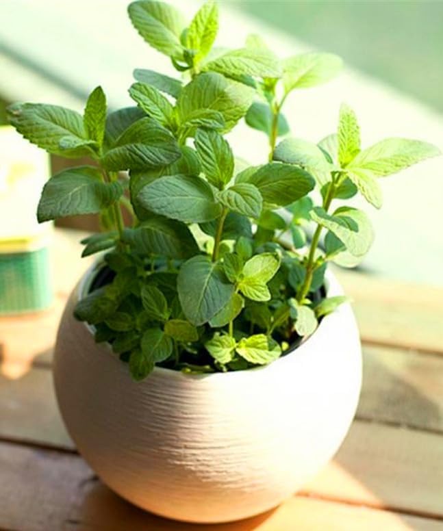 Miniatura 9 de Semillas de mejorana dulce sin OMG hierbas para plantar 1000 semillas