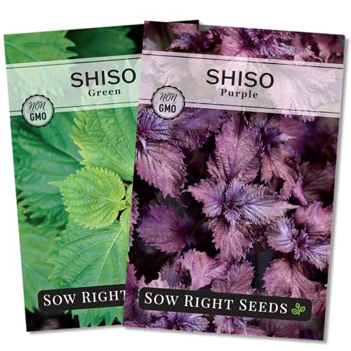 Sow Right Seeds - Shiso Seed Collection for Planting - Includes Green & Purple - Non-GMO Heirloom Varieties - Japanese or Korean Perilla Leaves for Home Garden - Easy to Grow for Culinary Use