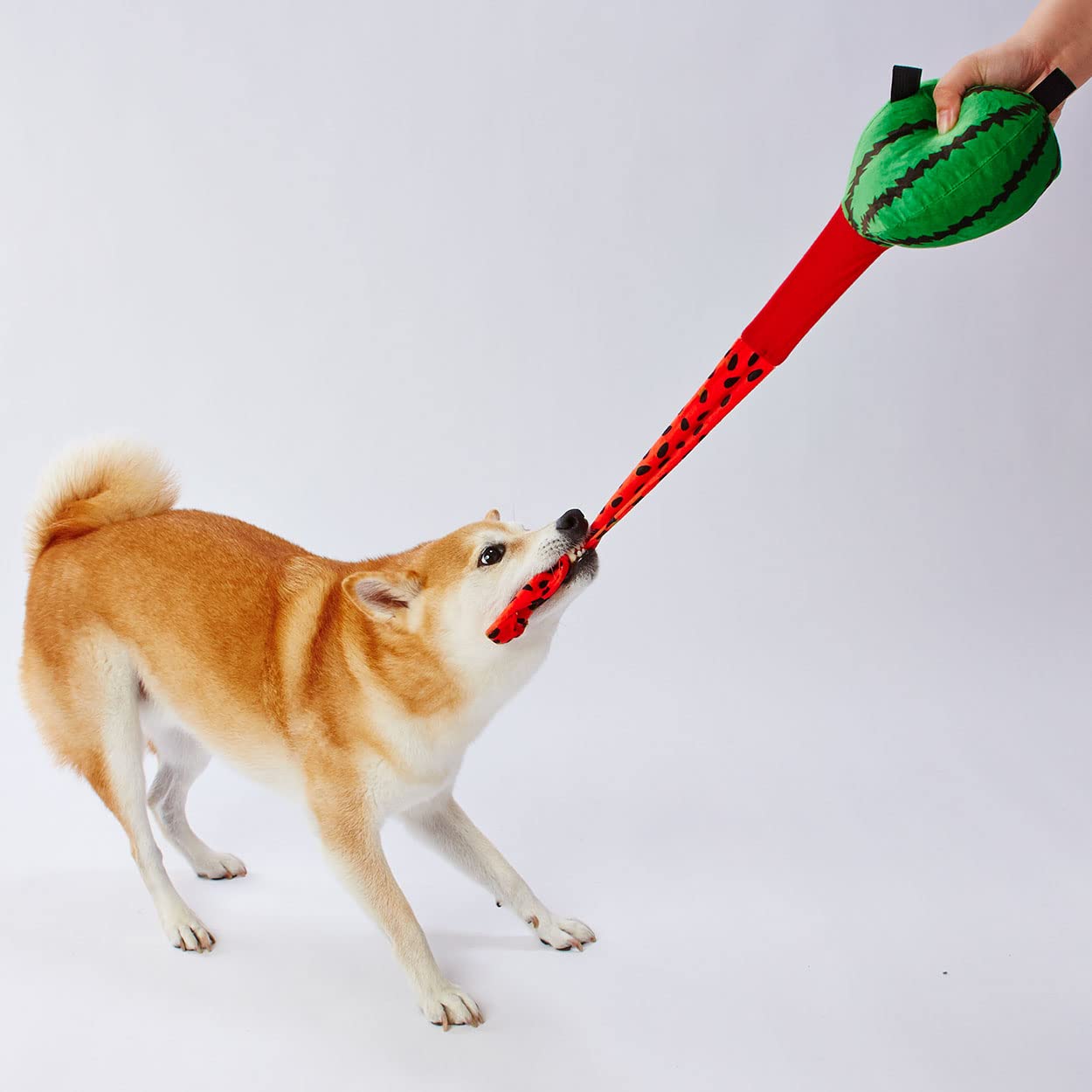 Amazon | ペティオ (Petio) 犬用おもちゃ びよ~ん! フルーツ スイカ
