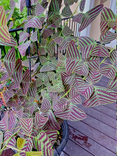 Christia Obcordata Plant | Rare Collectors Plant | Pack of 1-image-29