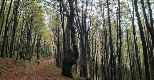 Calabria: il Cammino di San Francesco di Paola e il Va&rsquo; Sentiero Fest