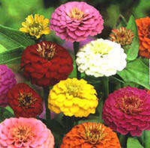 500 Mixed Colors California Giant Zinnia Elegans Flower Seeds *Comb S/H 500 Mixed Colors California Giant Zinnia Elegans Flower Seeds *Comb S/H