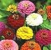 500 Mixed Colors CALIFORNIA GIANT ZINNIA Elegans Flower Seeds *Comb S/H