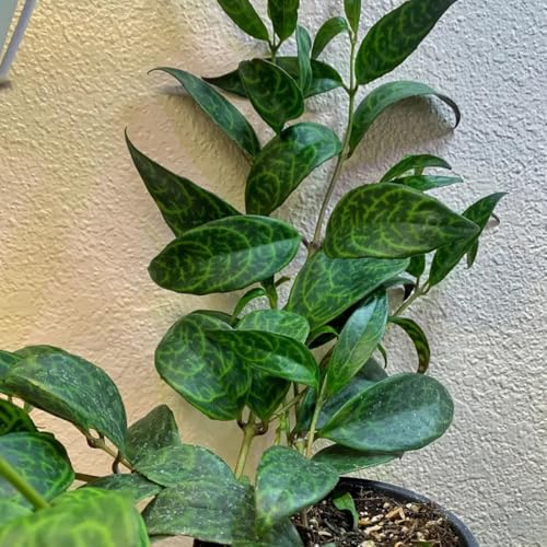 Zebra Basket Vine - 2 Live Starter Plants in 2 Inch Growers Pots - Aeschynanthus Longicaulis - Decorative Trailing Foliage Easy Care Tropical Houseplant Zebra Basket Vine - 2 Live Starter Plants in 2 Inch Growers Pots - Aeschynanthus Longicaulis - Decorative Trailing Foliage Easy Care Tropical Houseplant