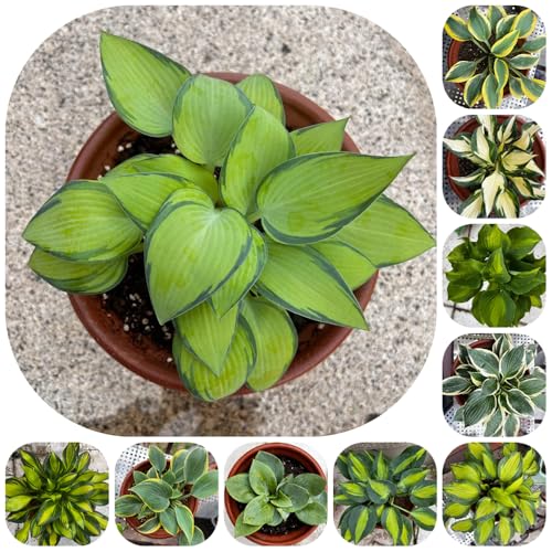 Hosta Seeds, Formal Garden Plant, Structured Border Accent, Symmetrical Landscape Design, Classic Foliage 200pcs