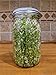 Sprouting Jar with Screen Lid-316 Stainless Steel 100% Rust Free, Wide Mouth Quart Mason Jar Kit Sprouter, Organic Healthy Fresh Broccoli, Alfalfa, Mung Bean Sprouts and more (Seeds not included)