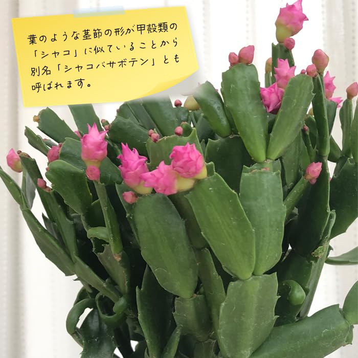 Amazon.co.jp: バラ咲き デンマークカクタス チェリーローズ 5号鉢