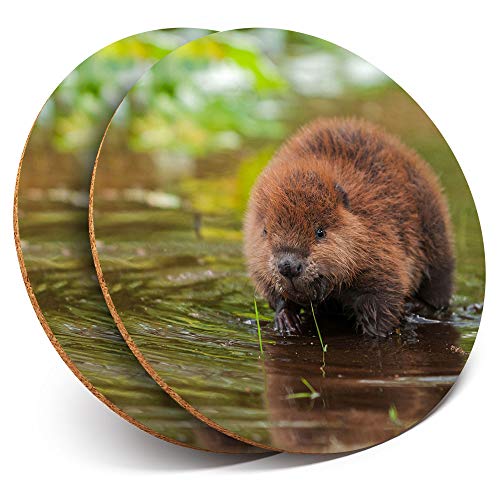 How old to be a beaver How old to be a beaver