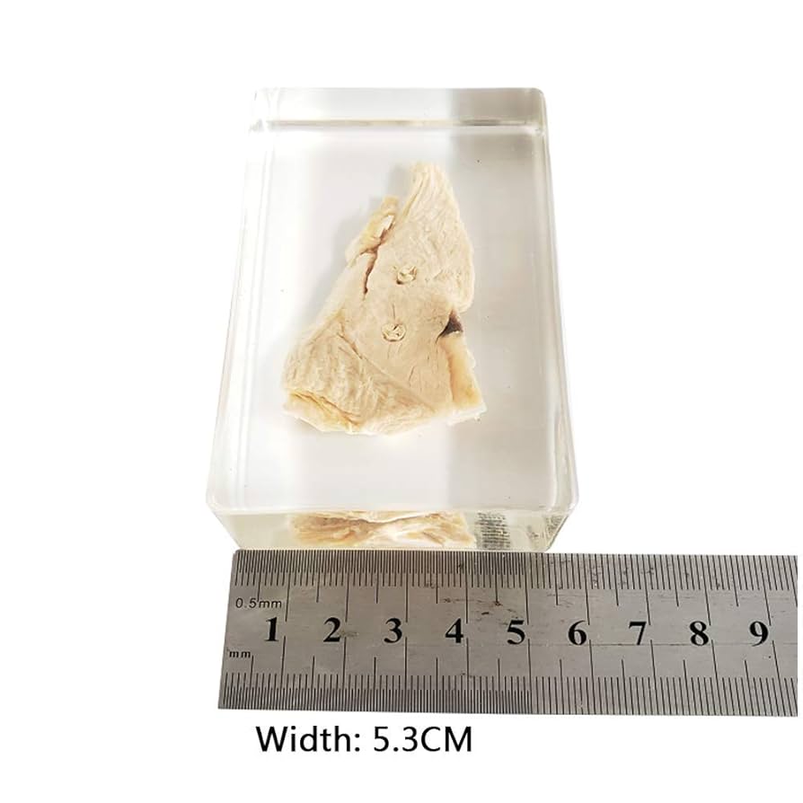 51Z-jk7C-eL._UF894,1000_QL80_.jpg