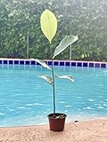 JACKFRUIT Live Plant 6-10