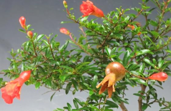 Amazon.co.jp: 姫ザクロの鉢植えミニ盆栽（10004229）【現品】 : DIY