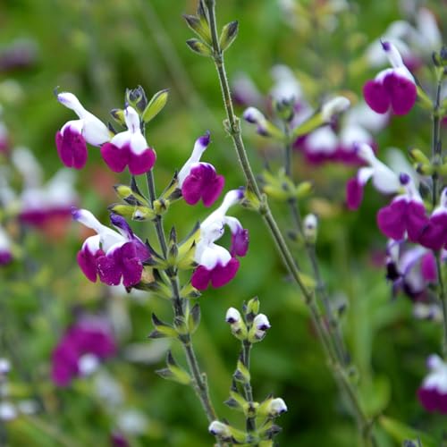 Carbeth Plants 2 x Salvia Amethyst Lips in 1L Pot