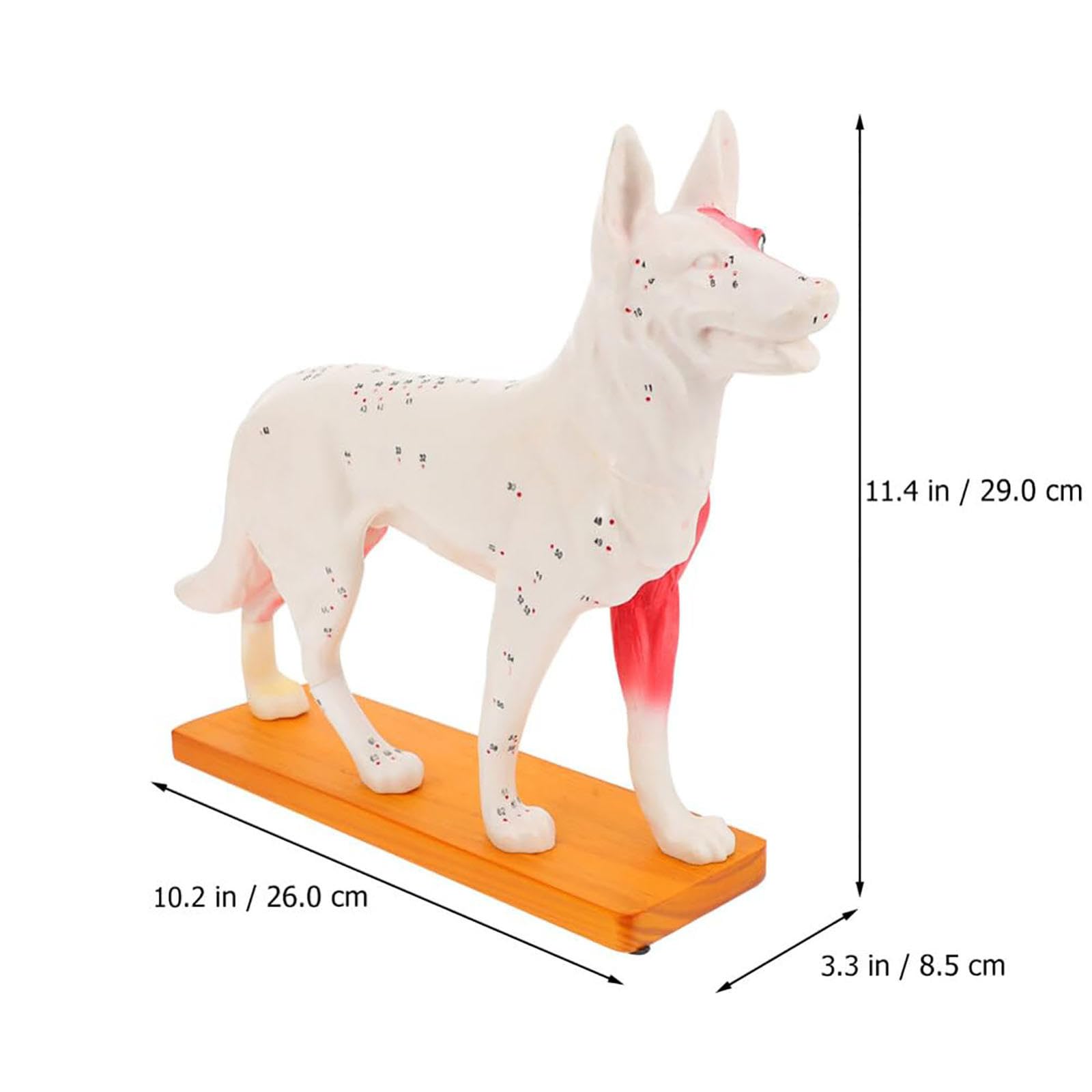 Modello Animale, Modello agopuntura Cani Modello agopuntura Cani Modello anatomico Cani Modello agopuntura Animali Strumento didattico Materiale Scolastico Decora Il Desktop
