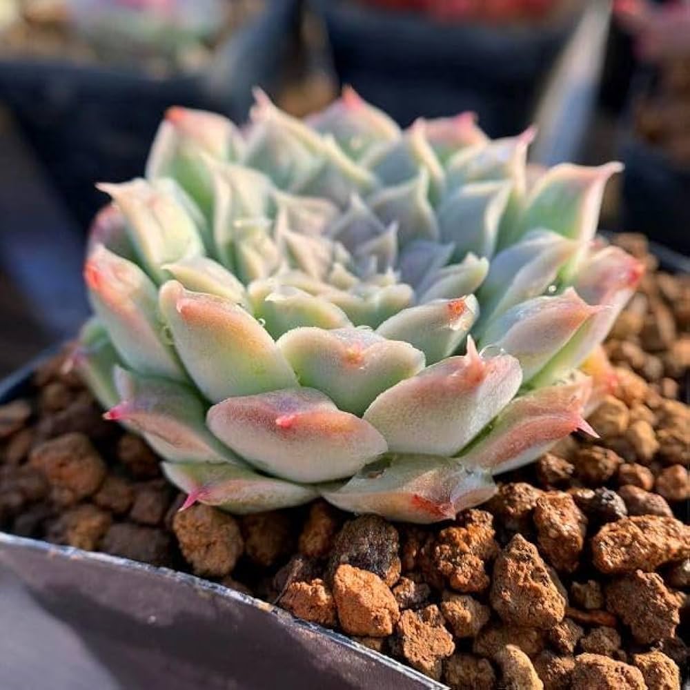 多肉植物 ❤️ シルエット❤️ 1頭12-14cm抜き苗 多肉植物 ❤️ シルエット❤️ 1頭12-14cm抜き苗 エケベリア