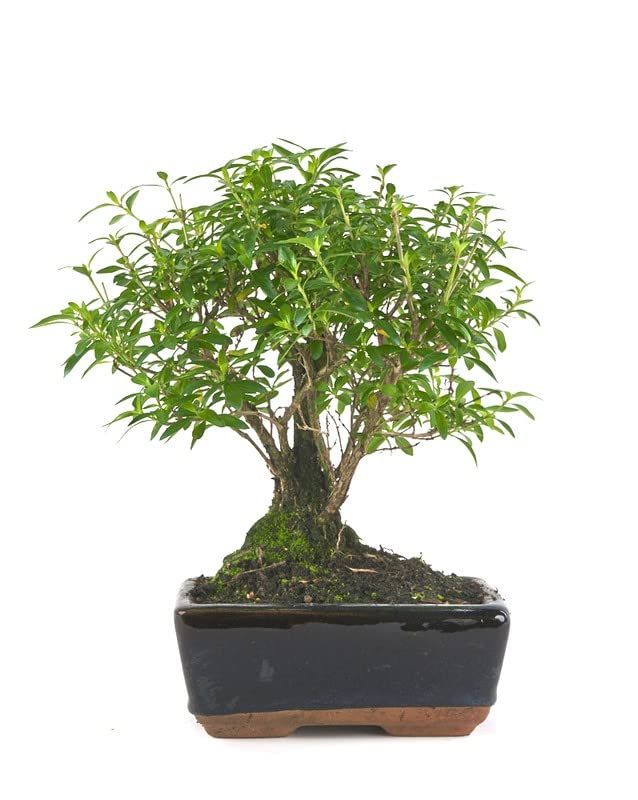 Bonsái de Serissa Phoetida Natural Conocido como el Árbol de las Mil Estrellas