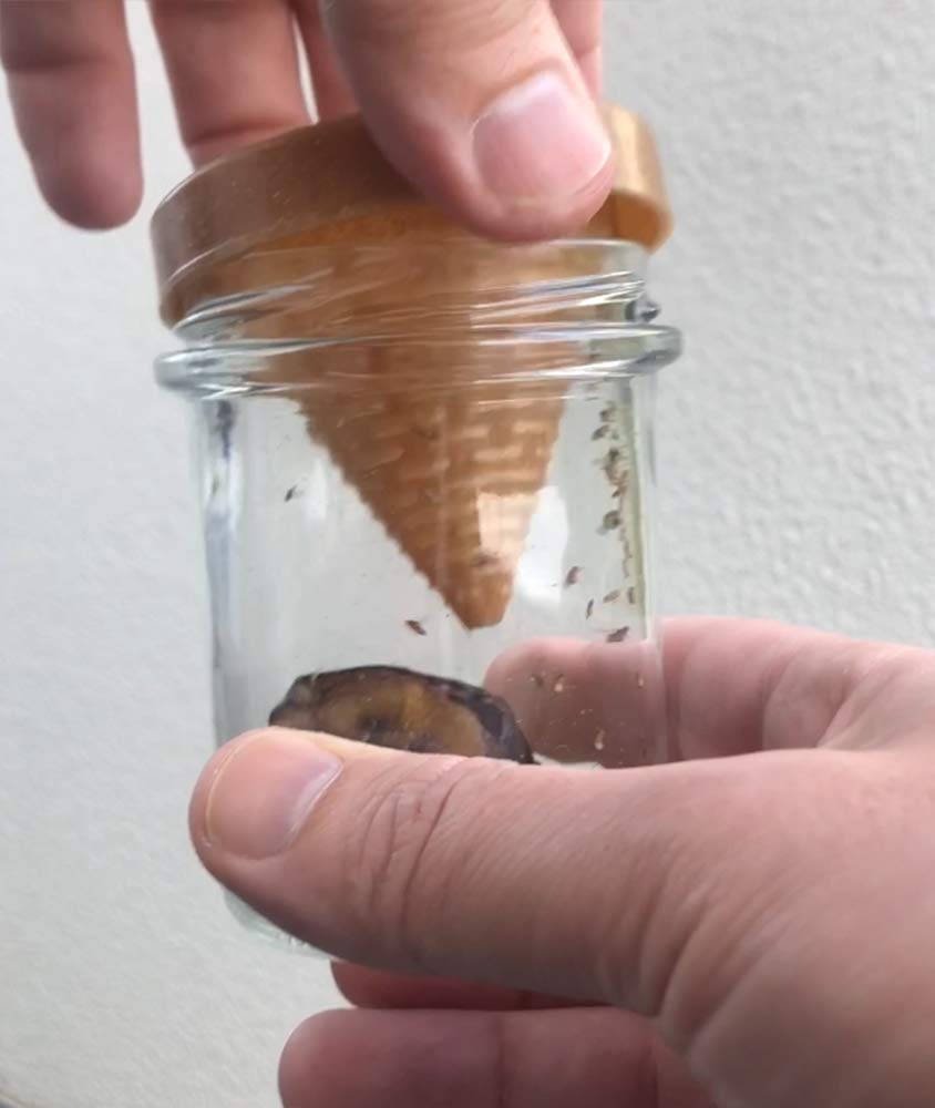 Die nachhaltige Fruchtfliegen-Lebendfalle - geeignet für Taufliegen Obstfliegen Essigfliegen - wiederverwendbar - spülmaschinenfest - 100% plastikfrei - ohne Chemie (3'er Pack)