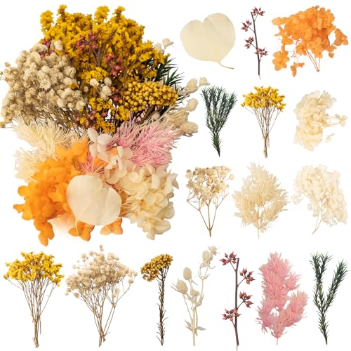 LAUMOE Trockenblumen Klein, Getrocknete Blumen, Trockenblumen Zum Basteln Kunstblumen Set ​für Kunst DIY Harz Scrapbooking Handwerk Karten Machen (Stil 2)
