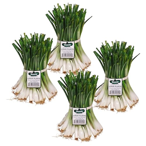 Bonnie Plants Georgia Sweet Onion, Live Plant, Onion Set, Short-Day Variety Ideal for Raised Beds...