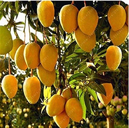SHOP 360 GARDEN Banganapalle mango The King of Mangoes Mango fruit Seeds For Growing - Pack of 5 Seeds (B08D6XZ4NJ) Amazon Price History, Amazon Price Tracker