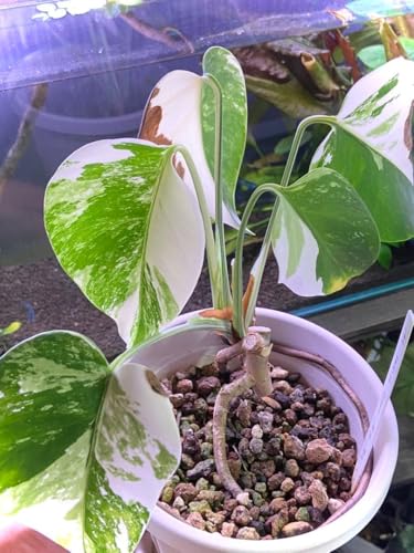 モンステラ ホワイトタイガー」の人気商品一覧 | 安い商品を通販サイト