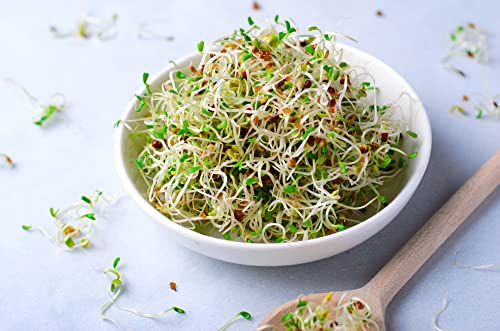 Todd'S Seeds Todd’S Seeds - Alfalfa Sprouting Seeds thumb #8