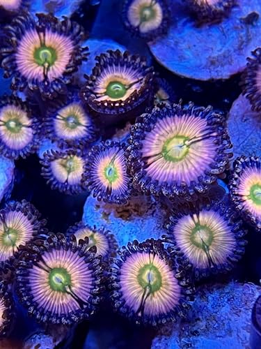 coralSLover Live Saltwater Coral Frag - Rainbow Infusion Zoanthids (2 Heads)