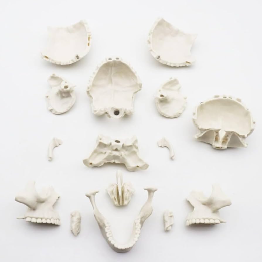 Amazon.co.jp: 頭蓋骨 頭蓋骨模型 骸骨 模型 顎関節 歯模型 骨格